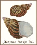 (image for) Shell Marginate Partridge Bulla